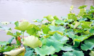 花自飘零水自流,一处相思,两处闲愁什么意思 花自飘零水自流歌曲