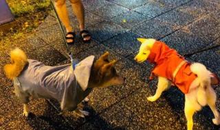 (外面下着雨,犹如我心的在滴血),是那首歌里面的 外面下着雨