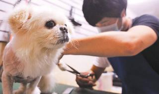 学宠物美容师培训需要多少钱 宠物美容师学费多少